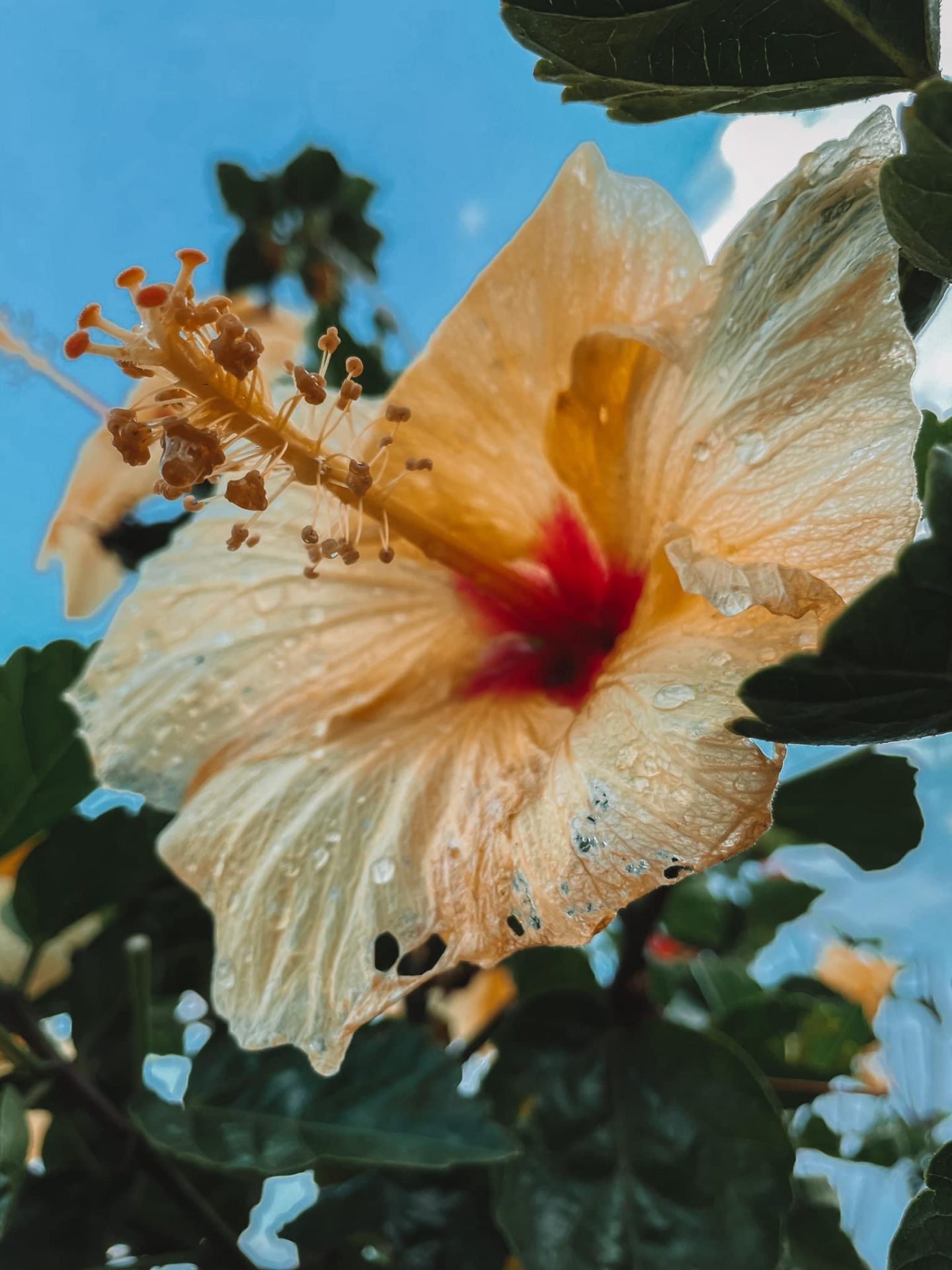 Flower Filandia