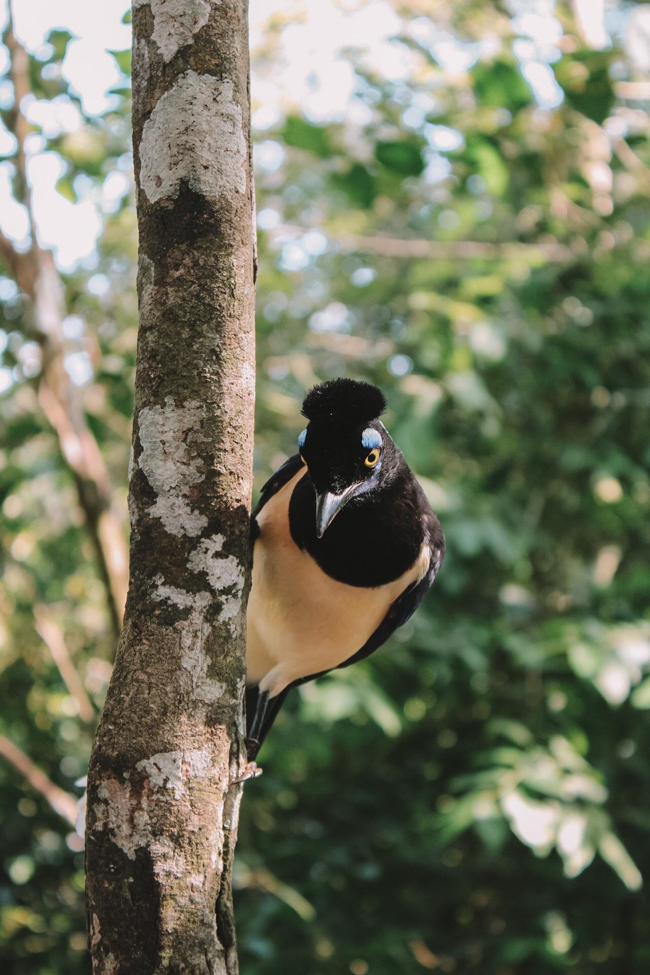 Bird park Iguazu Falls