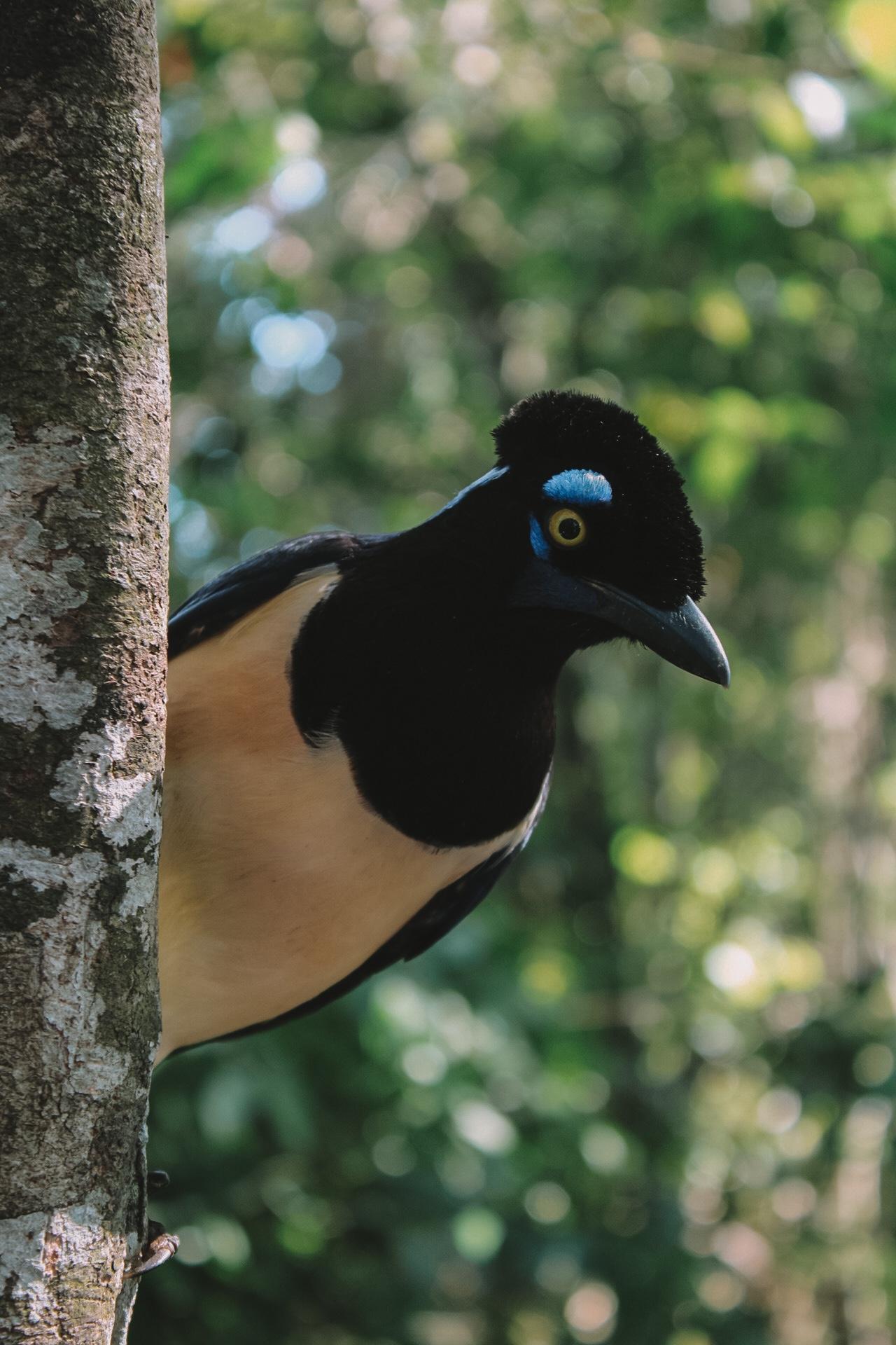 Bird park Iguazu Falls