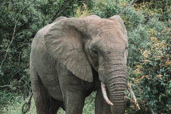 Kruger National Park