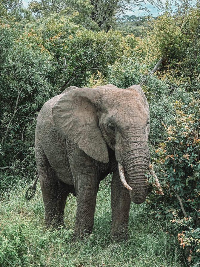 Kruger National Park