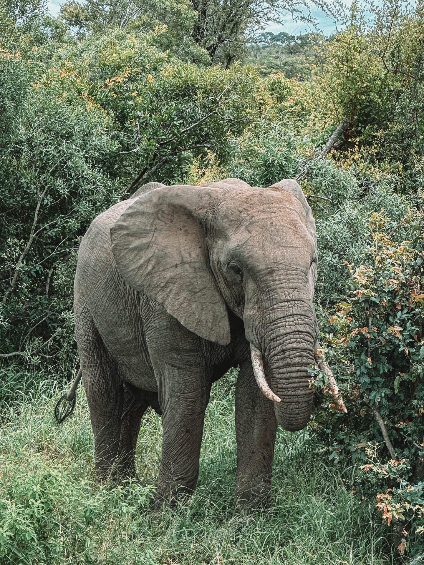 Kruger National Park How To Visit Updated 2024 Anothershittytravelblog